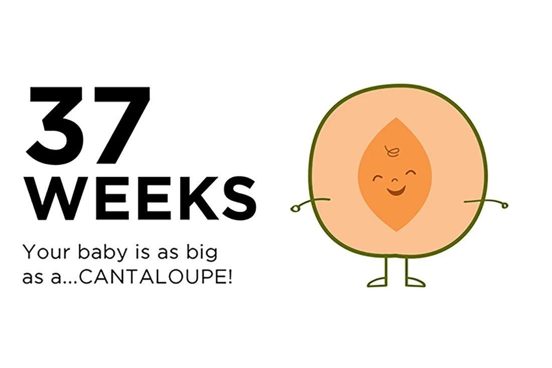 Une illustration d'un melon cantaloup pour représenter la taille d'un bébé à 37 semaines de grossesse