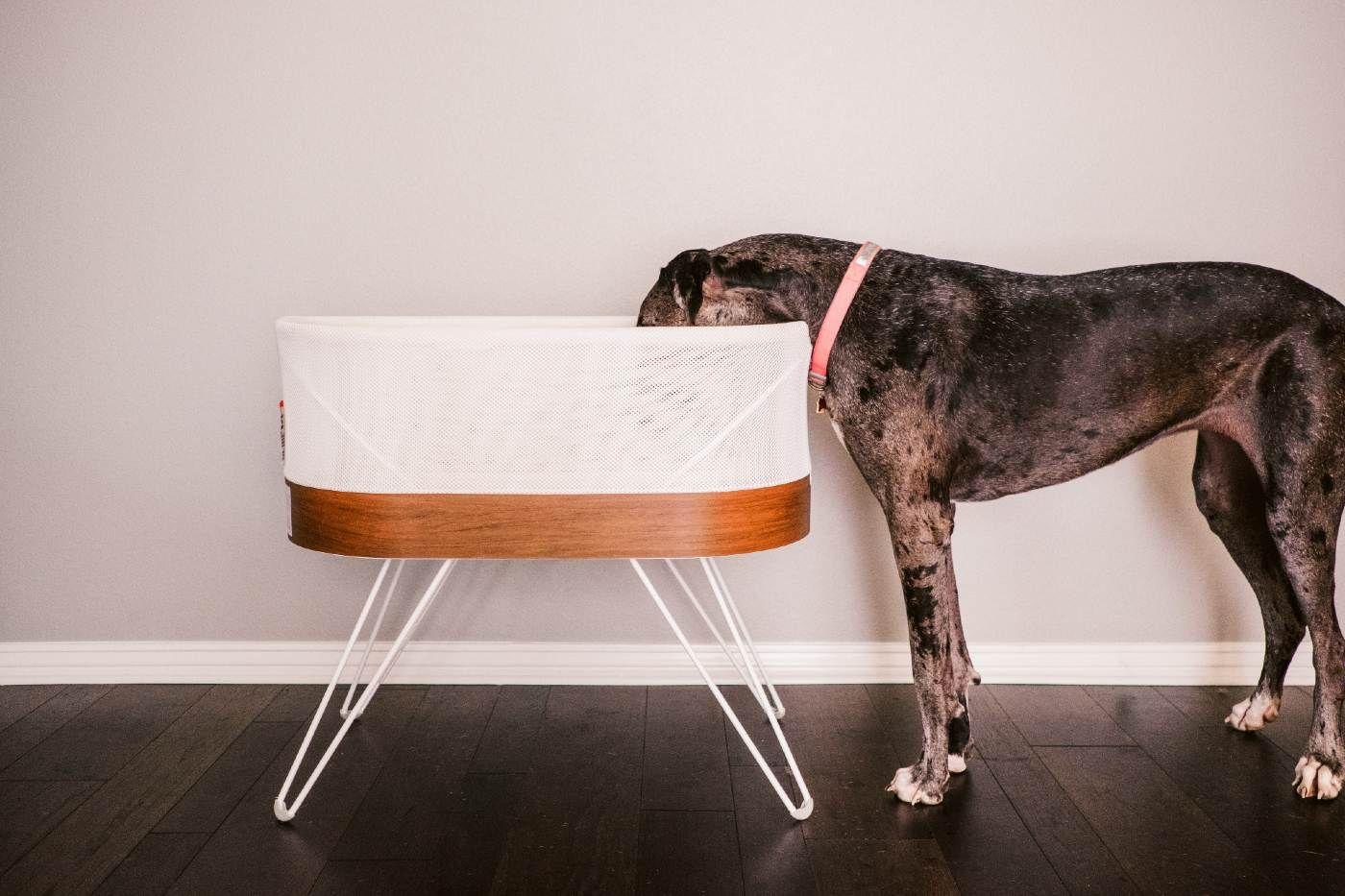 Dog looking inside the SNOO