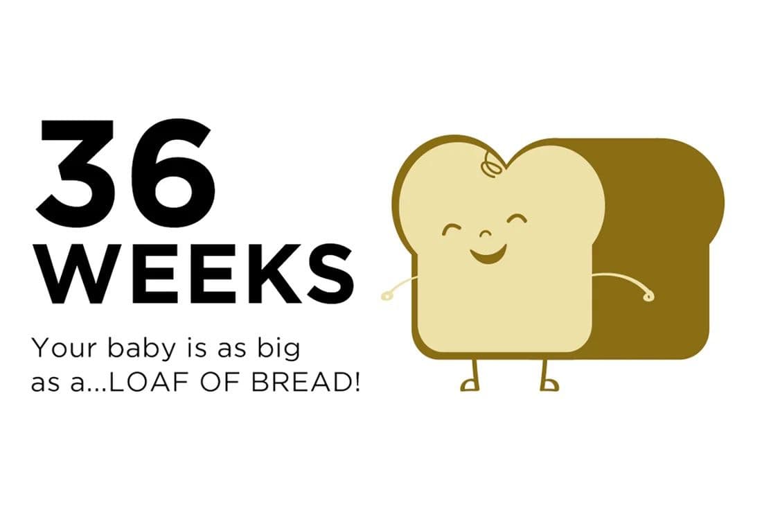 An illustration of a loaf of bread to how the size of a baby at 36 weeks pregnant