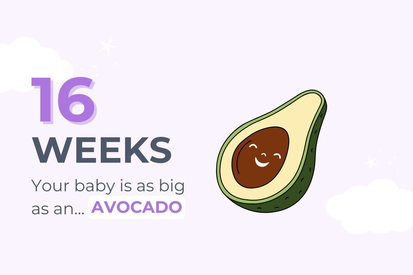 16-weeks-pregnant-your-baby-is-as-big-as-an-avocado